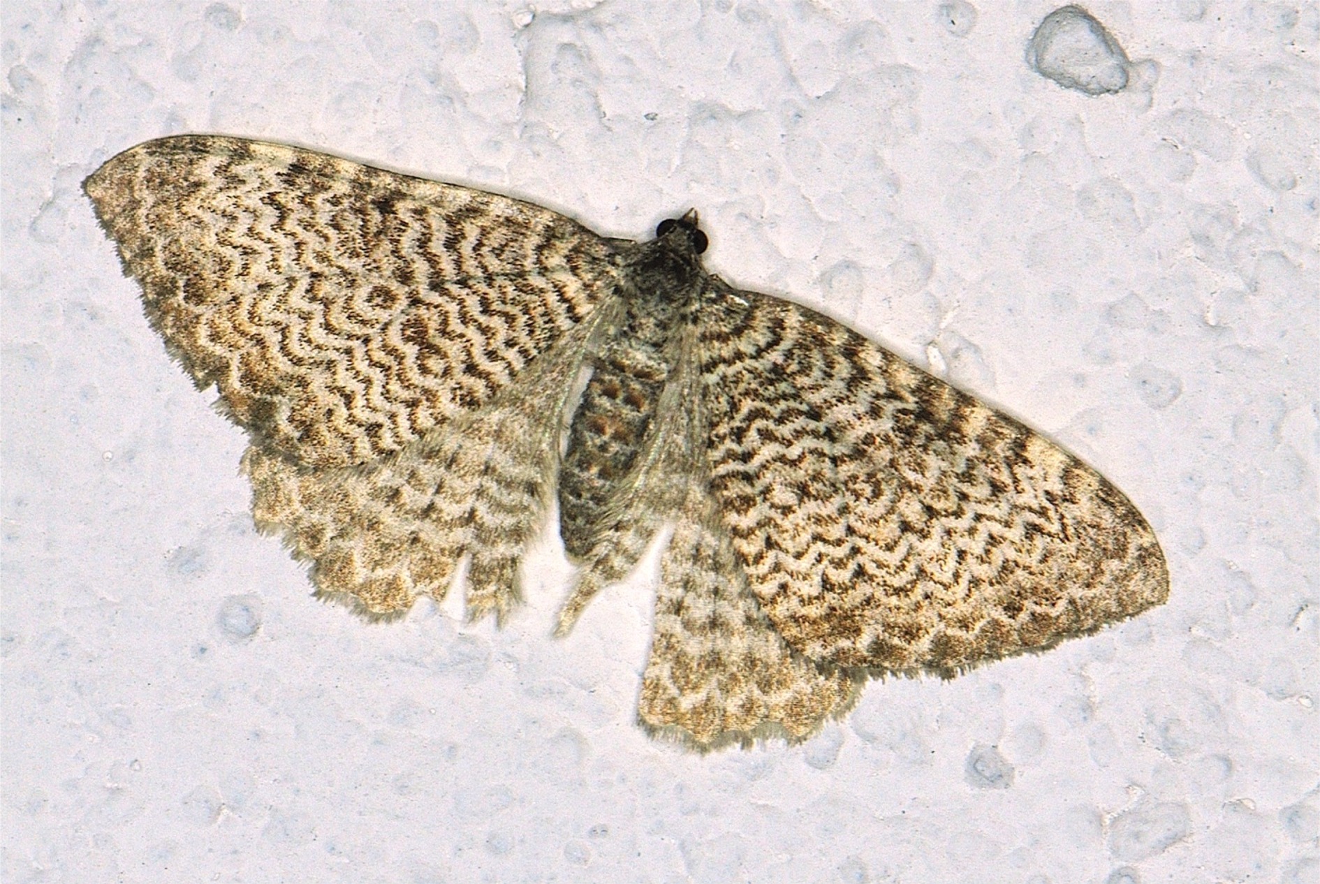 Hydria undulata