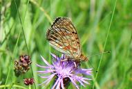 Fabriciana [Argynnis] niobe