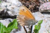 Coenonympha pamphilus