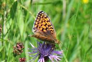 Fabriciana [Argynnis] niobe