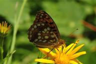 Fabriciana [Argynnis] niobe