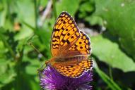 Fabriciana [Argynnis] niobe