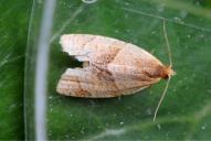 Philedone gerningana