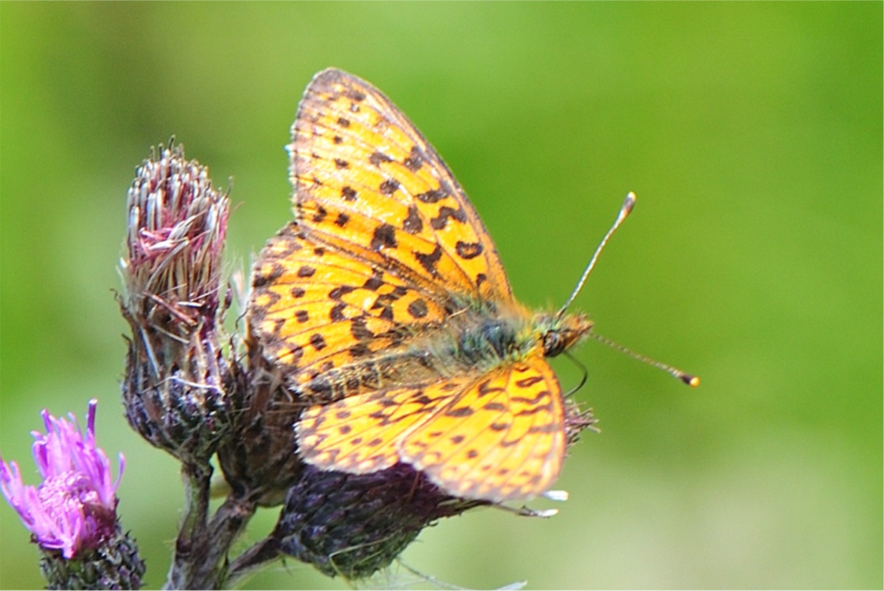 Boloria selene