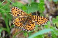 Boloria selene