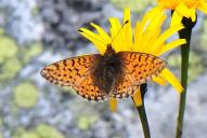 Boloria pales