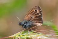 Coenonympha pamphilus