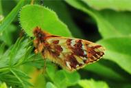 Boloria pales