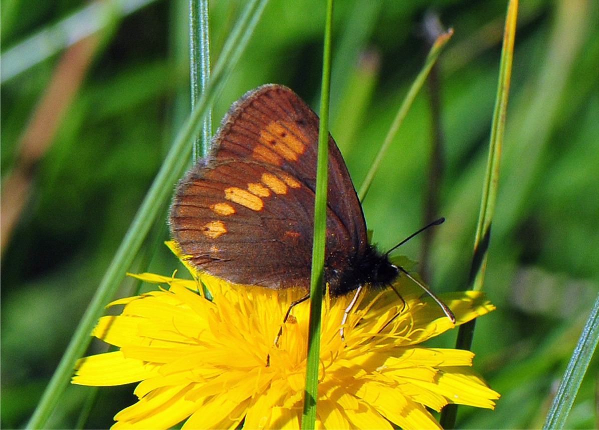 Erebia manto