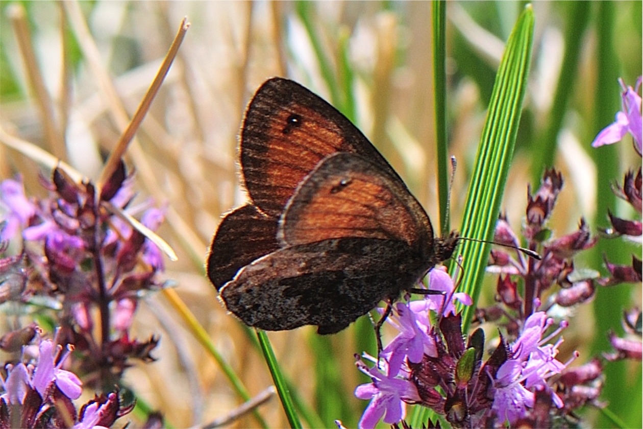 Erebia gorge