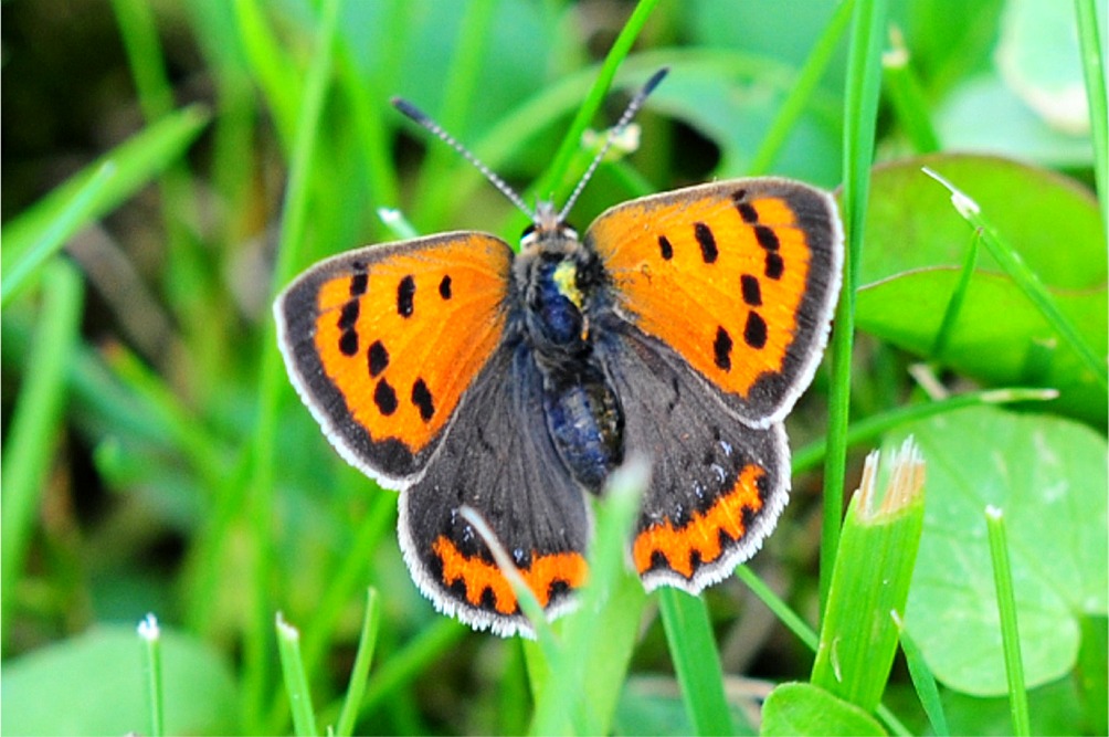 Lycaena phlaeas