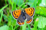 Lycaena phlaeas