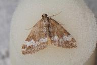 Perizoma alchemillata