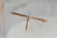 Emmelina monodactyla