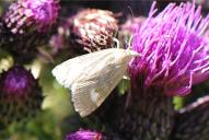 Udea alpinalis
