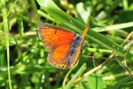 Lycaena hippothoe