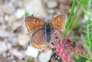 Lycaena hippothoe