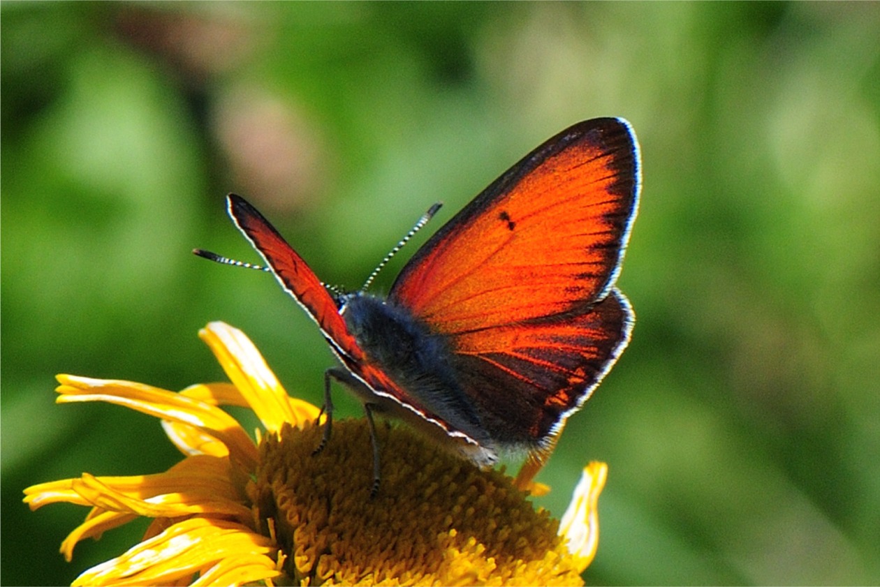 Lycaena hippothoe