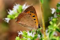 Lycaena phlaeas