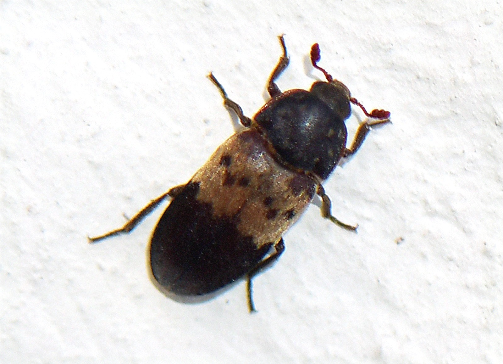 Dermestes lardarius