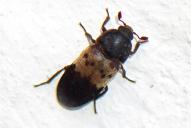 Dermestes lardarius