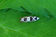 Eucosma campoliliana