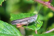 Chorthippus brunneus