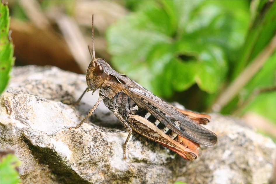 Chorthippus brunneus