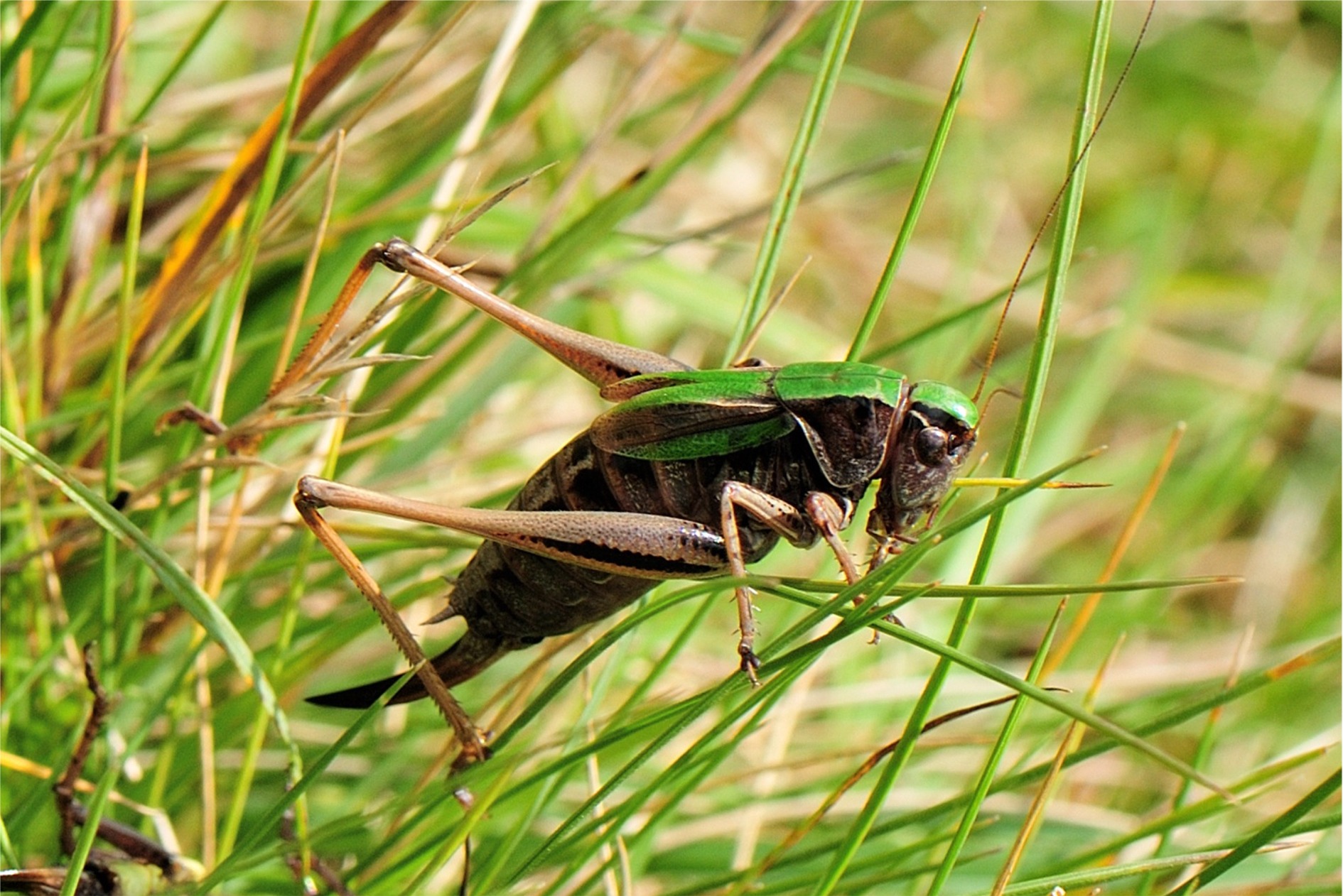 Metrioptera brachyptera