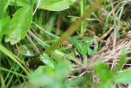 Decticus verrucivorus