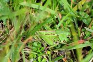 Decticus verrucivorus