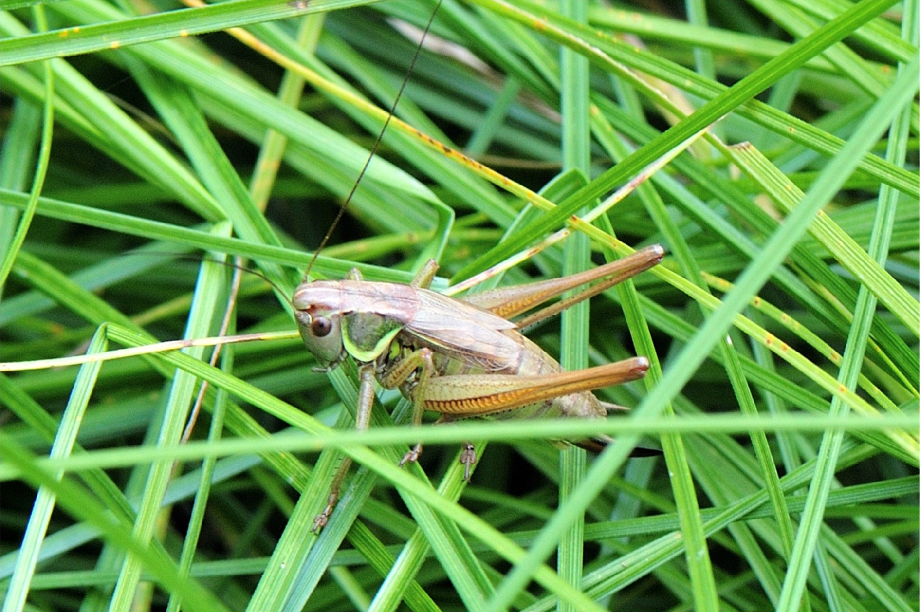 Metrioptera roeselii