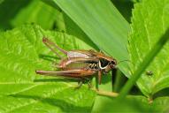 Metrioptera roeselii