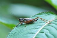 Metrioptera roeselii