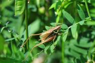 Metrioptera roeselii