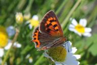 Lycaena phlaeas