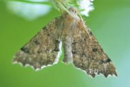 Odontopera bidentata