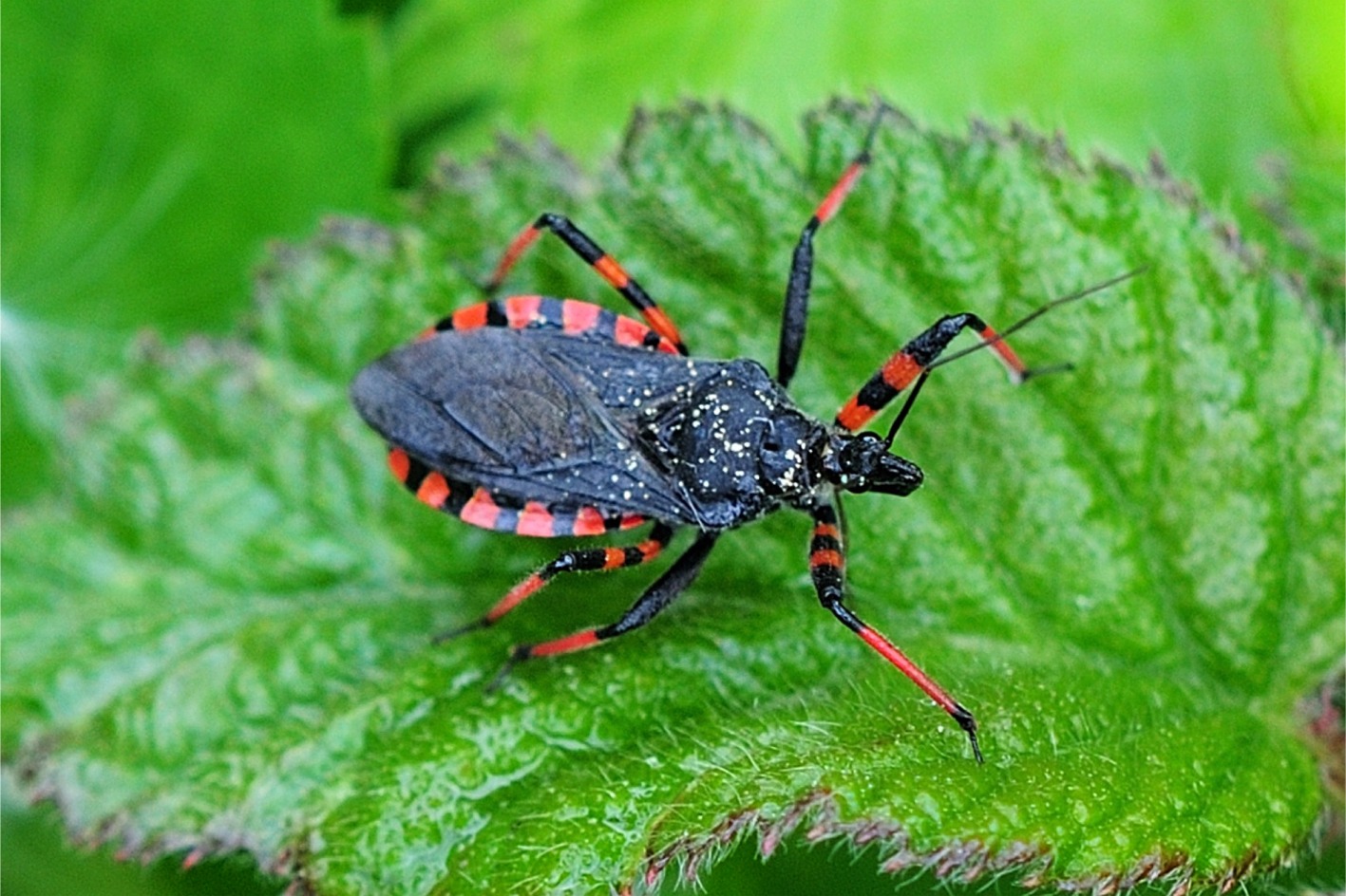 Rhynocoris annulatus