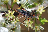 Rhynocoris annulatus