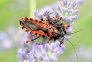 Rhynocoris rubricus