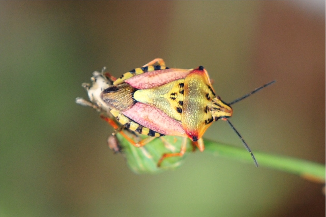 Carpocoris fuscispinus