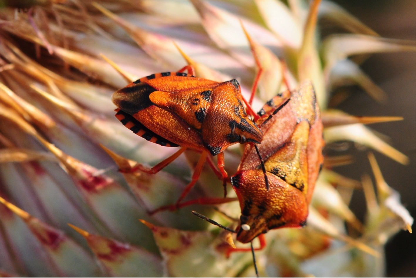 Carpocoris mediterraneus