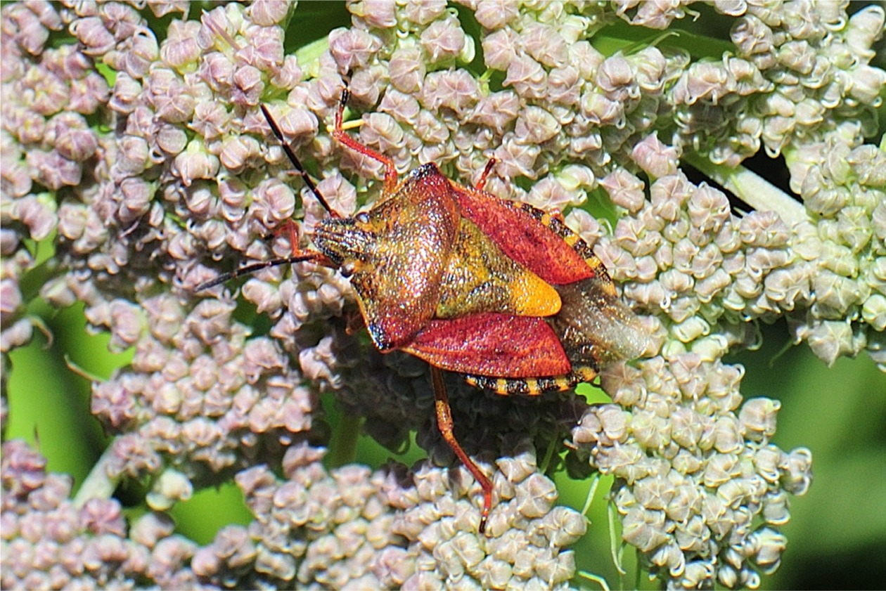 Carpocoris purpureipennis