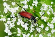 Anastrangalia sanguinolenta