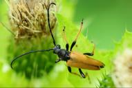 Stictoleptura (Corymbia) rubra