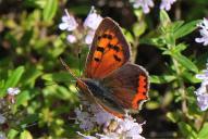 Lycaena phlaeas