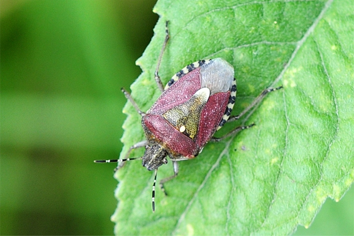 Dolycoris baccarum