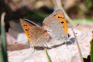 Lycaena phlaeas