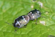 Eurydema oleracea(Kopula)