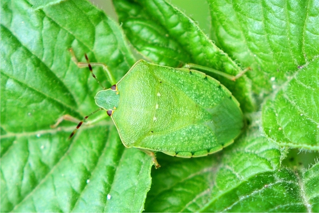 Nezara viridula(fa smaragdula)